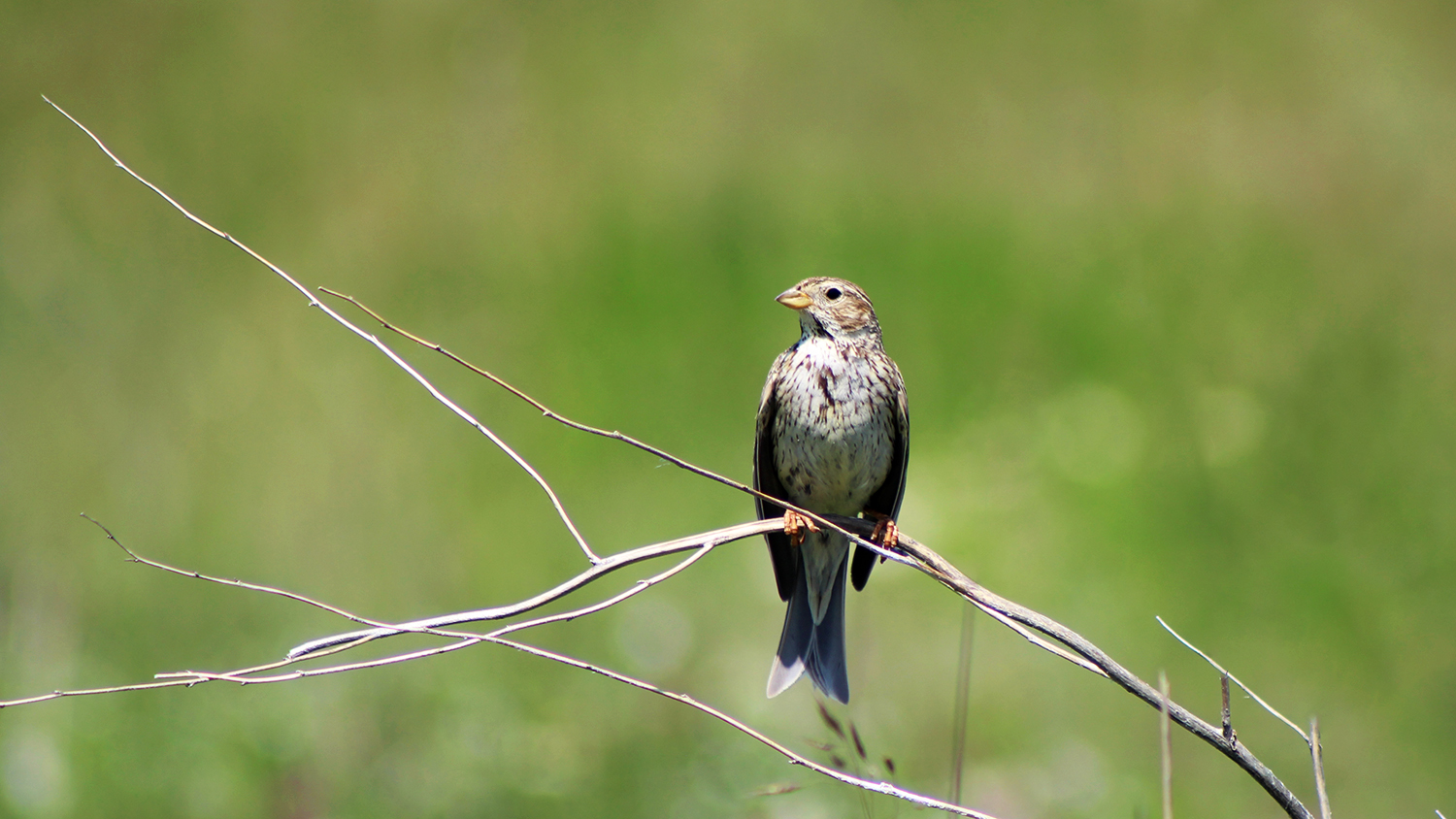 Corn Bunting